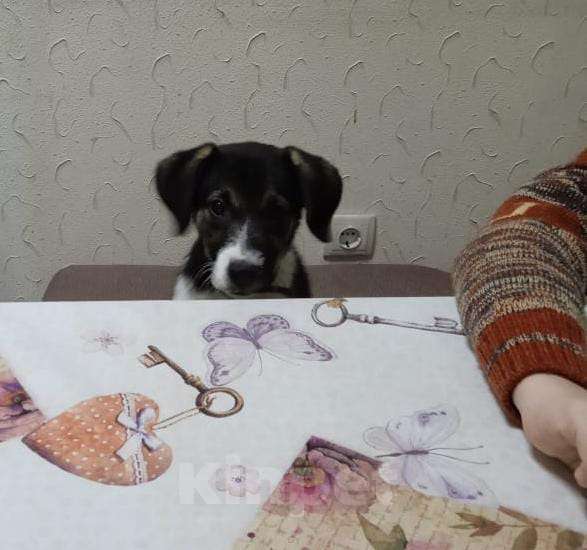 Собаки в Краснодаре: ЛИЛУ Девочка, Бесплатно - фото 1