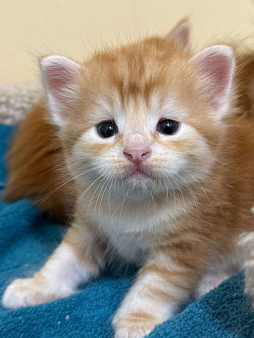 Сибирские котята