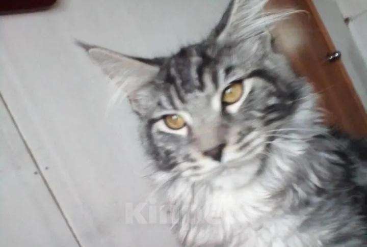 Кошки в Дивногорске: Мейн Кун кот на вязку, 1 руб. - фото 1