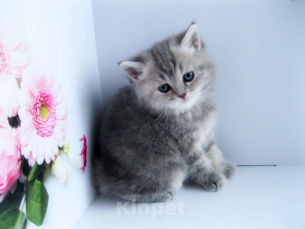 Кошки в Ставрополе: Шотландская девочка Девочка, 15 000 руб. - фото 1