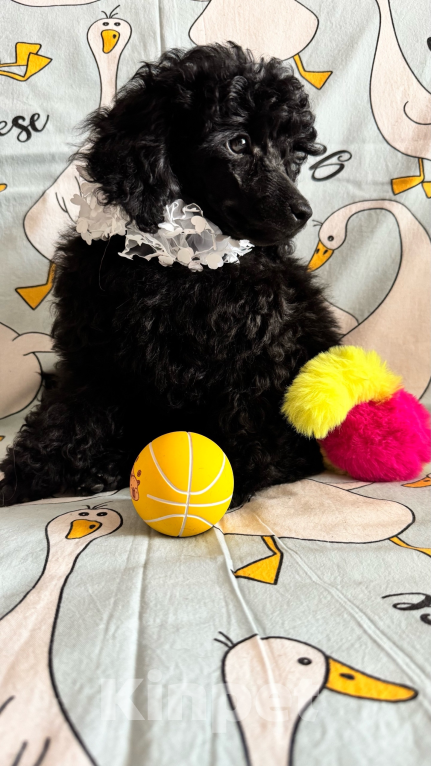 Собаки в Москве: Пудель миниатюрный Мальчик, 70 000 руб. - фото 4