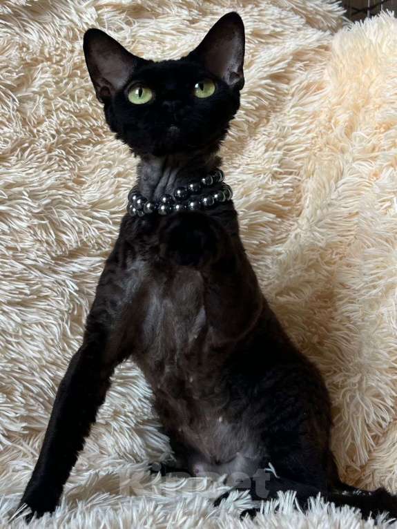 Кошки в Москве: Девон-рекс Девочка, 100 000 руб. - фото 2