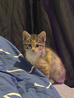 Котенок в добрые руки 