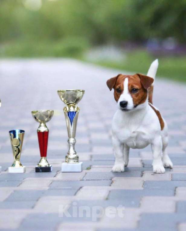 Собаки в Москве: Продается племенной  щенок джек рассел тер. 3  мес мальчик Мальчик, Бесплатно - фото 5