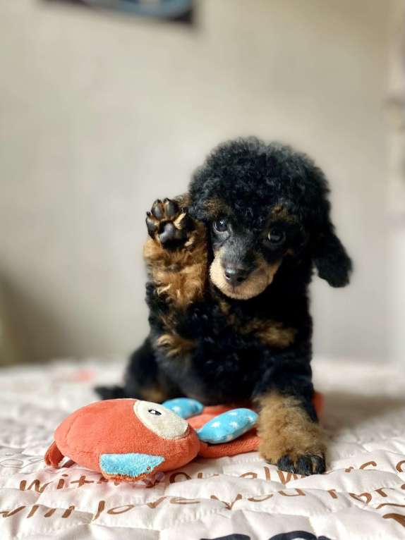 Собаки в Москве: Щенки пуделя Фантом Мальчик, Бесплатно - фото 1