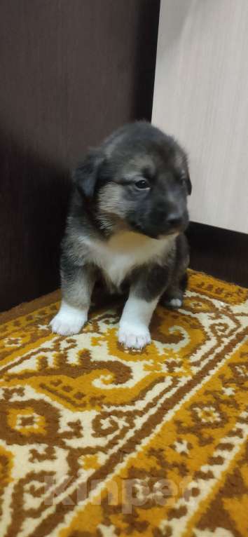 Собаки в других городах Тульской области: Потомки Аляскинского маламута Девочка, Бесплатно - фото 4