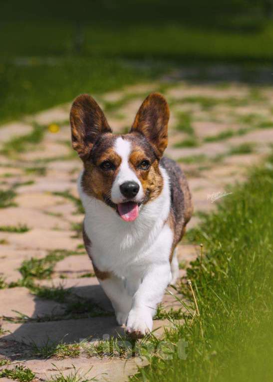 Собаки в Новосибирске: Вязка вельш-корги гардиган Мальчик, 50 000 руб. - фото 2