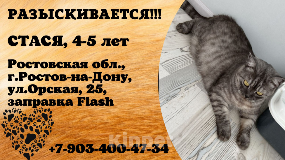 Кошки в Ростове-на-Дону: Потерялась Моя любимая Стася Девочка, 20 000 руб. - фото 4