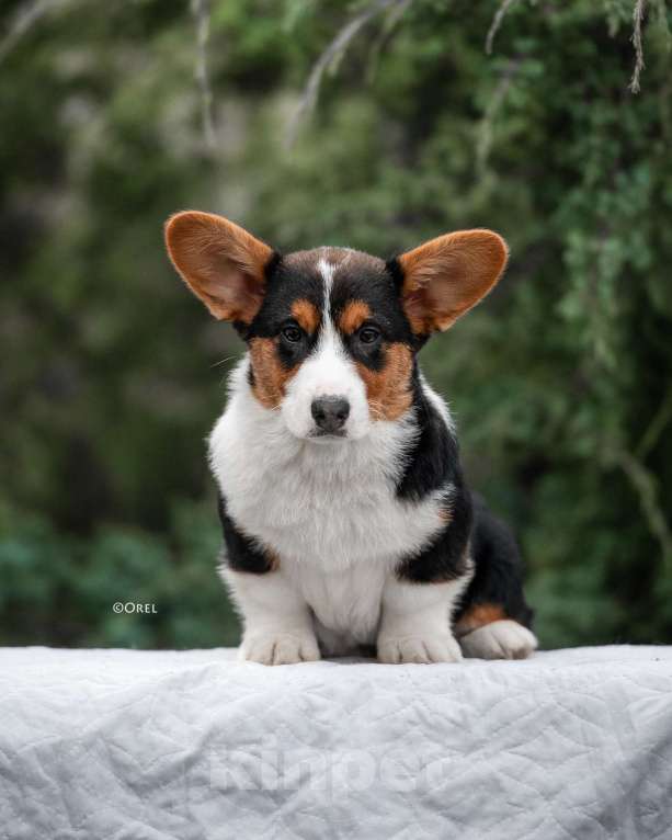 Собаки в других городах Краснодарского края: Щенки вельш корги кардиган Мальчик, 60 000 руб. - фото 6