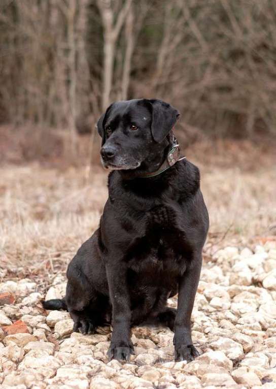 Собаки в Москве: Черный лабрадор Лорейн в добрые руки Девочка, Бесплатно - фото 4