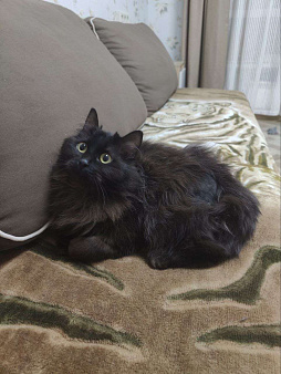 Трюфель в поиске дома