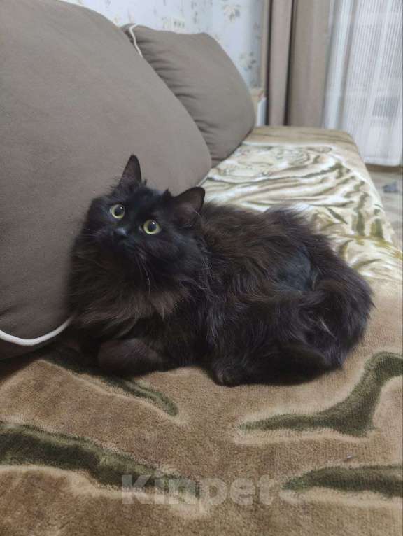 Кошки в Москве: Трюфель в поиске дома Мальчик, Бесплатно - фото 1