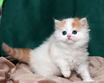 Кошки в Москве: котенок хайленд-страйт Мальчик, 25 000 руб. - фото 4