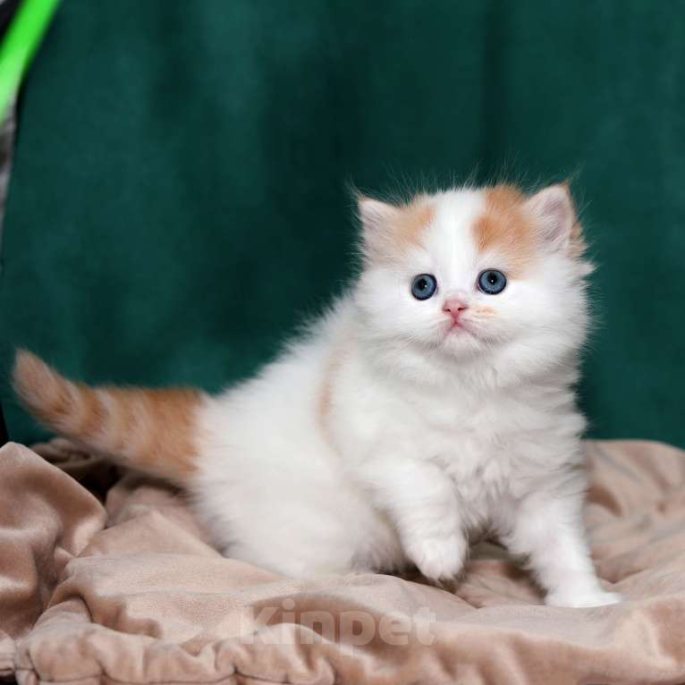 Кошки в Москве: котенок хайленд-страйт Мальчик, 25 000 руб. - фото 4