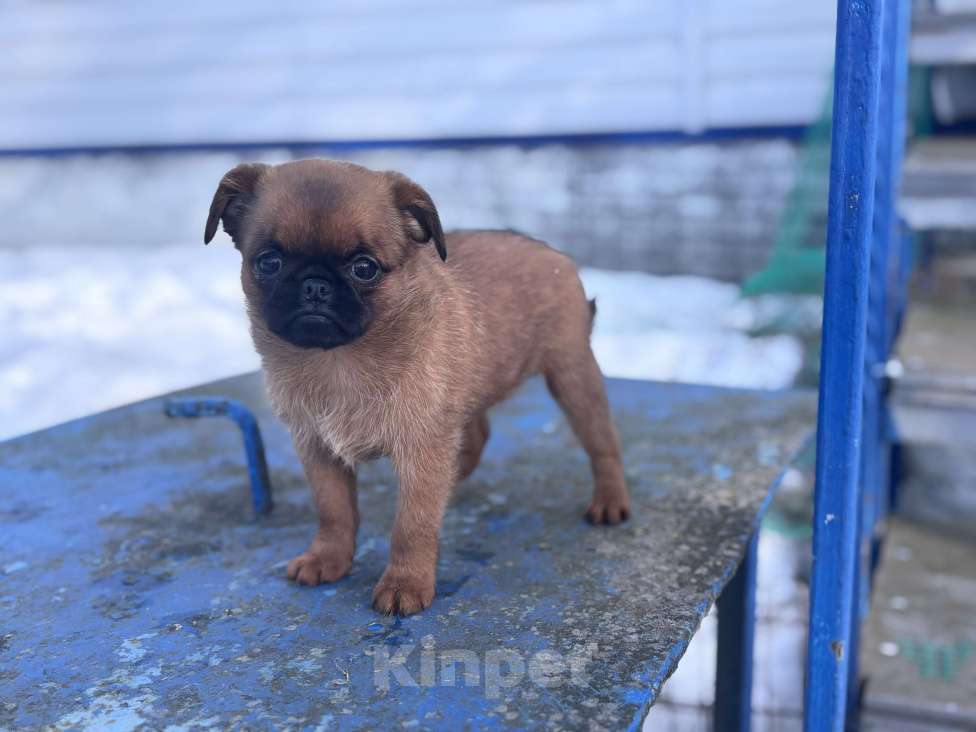 Собаки в Москве: Рыжая девочка пти брабансон. Март 2026 Девочка, Бесплатно - фото 2