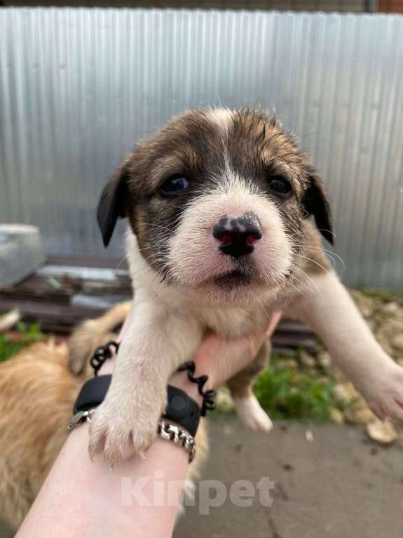 Собаки в Михайловске: Щенок в добрые руки Мальчик, Бесплатно - фото 4