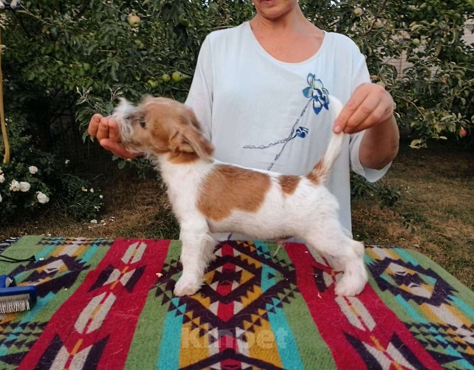 Собаки в Москве: Высокопородный щенок Джек Рассел терьера  Мальчик, Бесплатно - фото 4