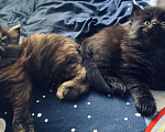 Кошки в Москве: Котята Мейн Кун Девочка, 25 000 руб. - фото 4