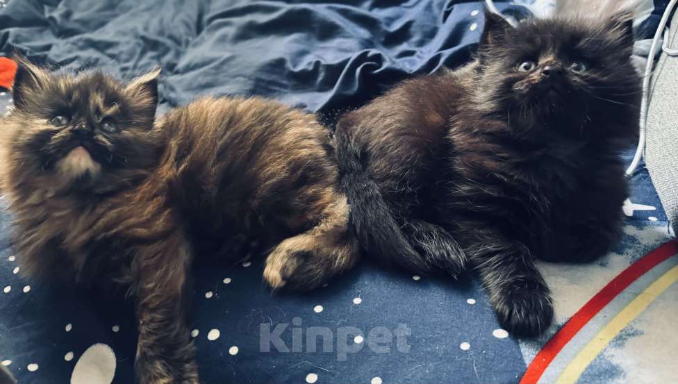 Кошки в Москве: Котята Мейн Кун Девочка, 25 000 руб. - фото 4