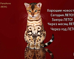 Кошки в Санкт-Петербурге: бенгальская девочка Девочка, 35 000 руб. - фото 1