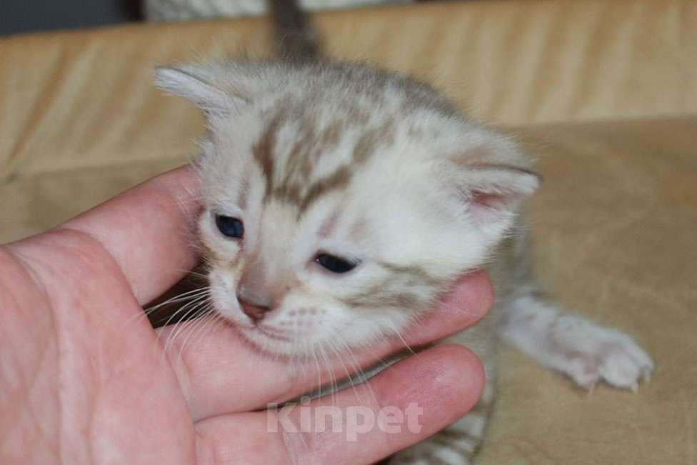 Кошки в Москве: Бенгальские котята. Девочка, 70 000 руб. - фото 4