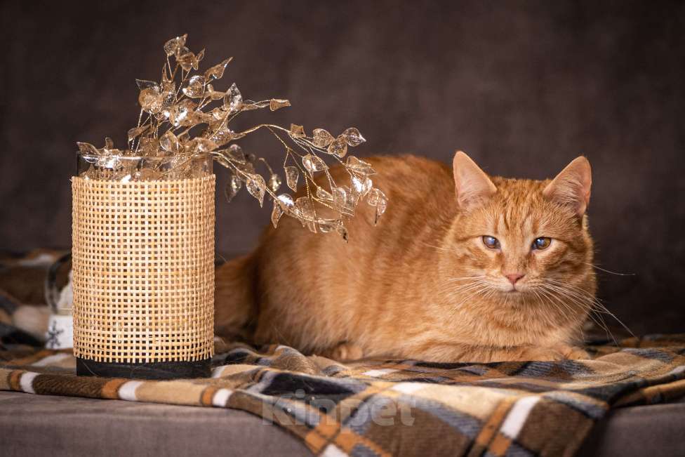 Кошки в Клине: Руби — робкая кошечка Девочка, Бесплатно - фото 6