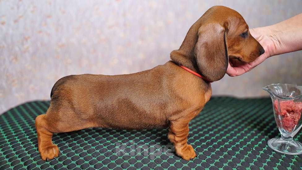 Собаки в Ельце: щенки таксы ст. г/ш Разнополые, 55 000 руб. - фото 4