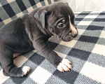 Собаки в Самаре: В продаже изысканные щенки американского стаффордширского терьера! Разнополые, 15 000 руб. - фото 1