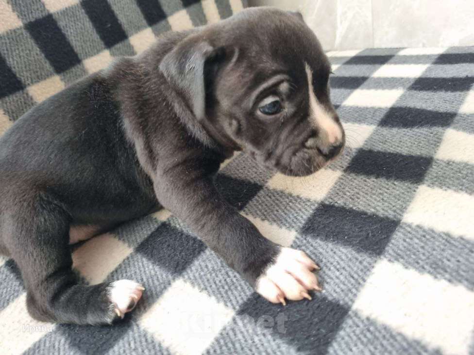 Собаки в Самаре: В продаже изысканные щенки американского стаффордширского терьера! Разнополые, 15 000 руб. - фото 1