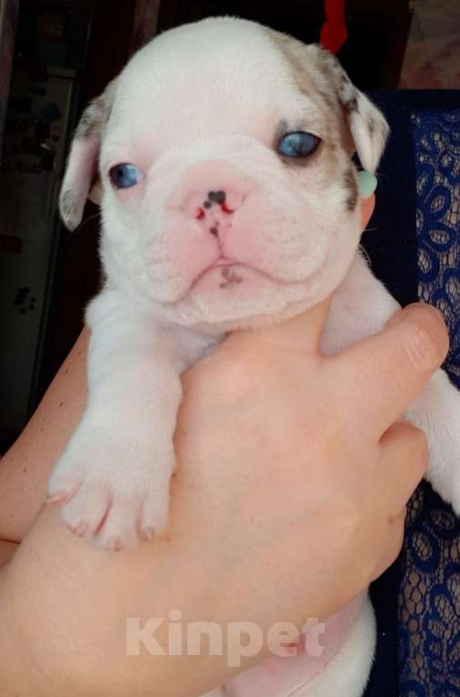 Собаки в Волгограде: Французский бульдог-щенки Мальчик, 20 000 руб. - фото 1