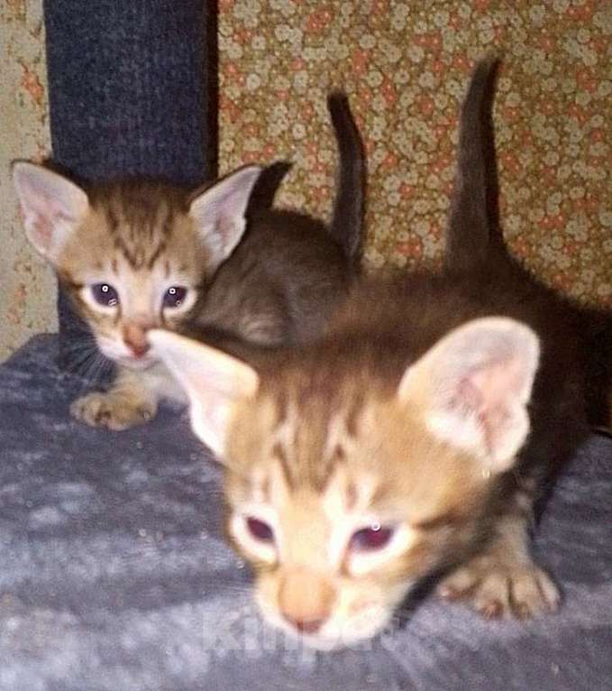 Кошки в Москве: Ориентальные котята  Девочка, 15 000 руб. - фото 8