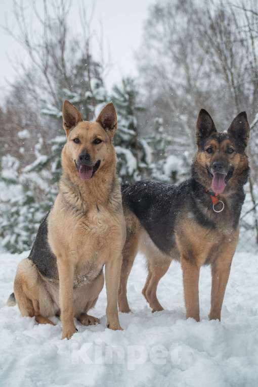 Собаки в Москве: Таволга ищет дом Девочка, Бесплатно - фото 3
