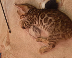Кошки в Казани: Отдаю котёнка мальчика 3 месяца Мальчик, Бесплатно - фото 3