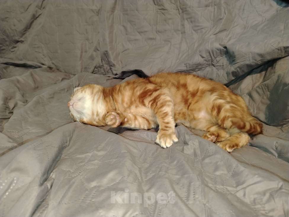 Кошки в Кудрово: Кошка Лёва Девочка, Бесплатно - фото 5