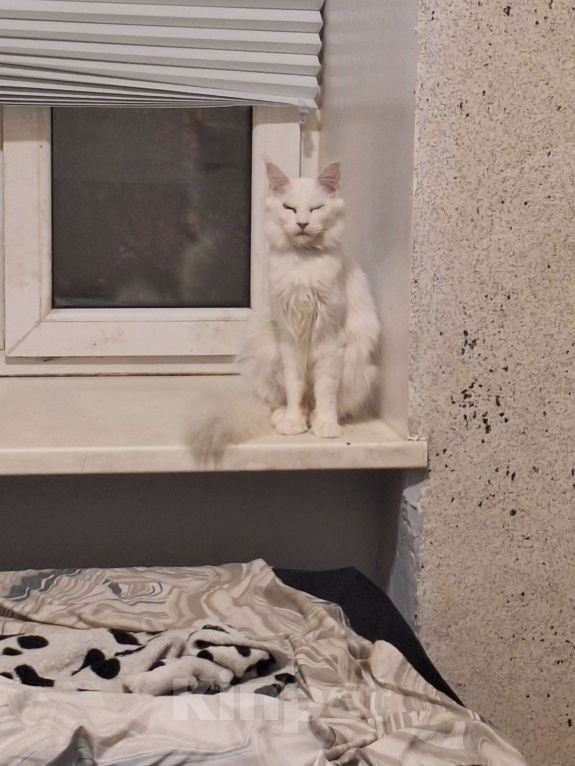 Кошки в Санкт-Петербурге: Котята мейн кун Девочка, 17 000 руб. - фото 4