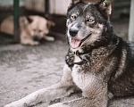 Собаки в Москве: Въюга Девочка, Бесплатно - фото 4