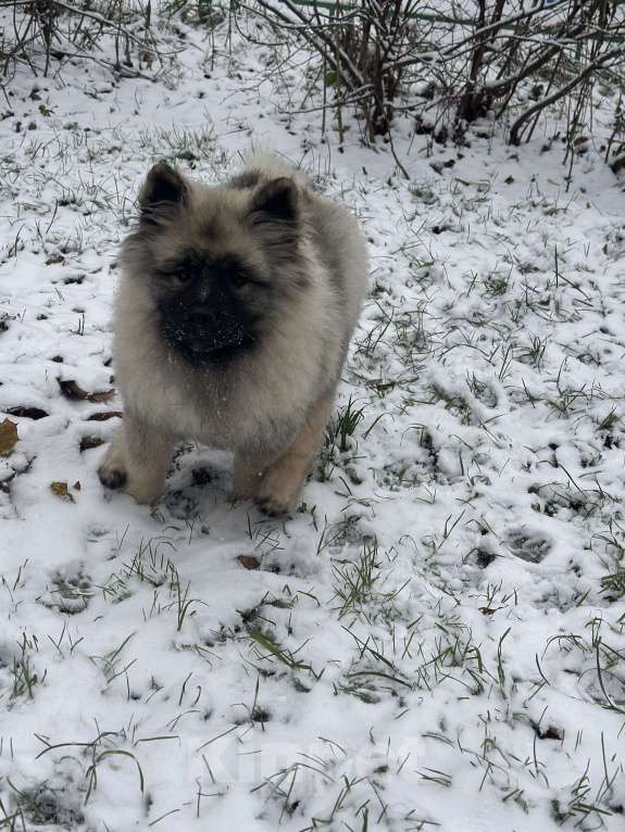 Собаки в Москве: Джоув Божественный Из Воронцовского Дворца  Мальчик, 50 000 руб. - фото 7