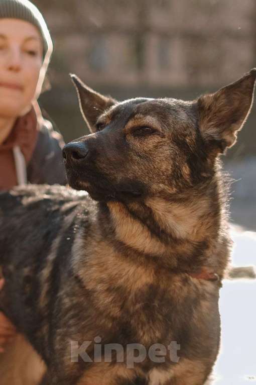 Собаки в Всеволожске: Собачка Боня очень хочет стать домашней Девочка, Бесплатно - фото 3