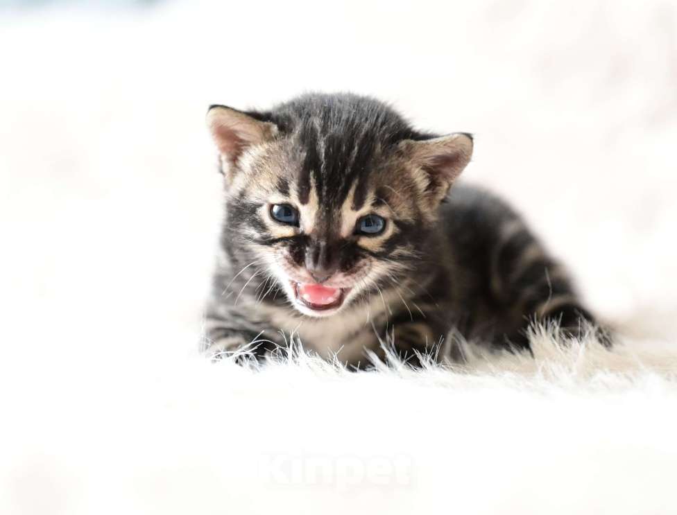 Кошки в Ивантеевке: D003 Девочка, 80 000 руб. - фото 2