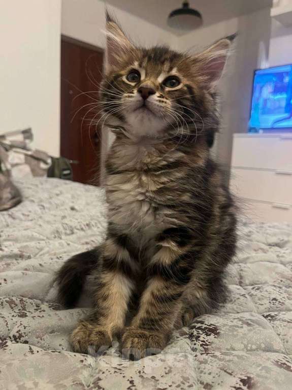 Кошки в Москве: Котята Мейн-Кун Девочка, 20 000 руб. - фото 2