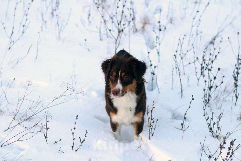 Собаки в Рязани: Щенки Миниатюрной американской овчарки. Мальчик, Бесплатно - фото 7