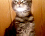 Кошки в Калуге: Без обмана, бывший питомник, котята Мейн-кун, 5 000 руб. - фото 10