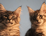 Кошки в Болхове: Котята мейн кун., 12 000 руб. - фото 5