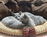 Кошки в Ливны: Котята русские голубые, 43 000 руб. - фото 5