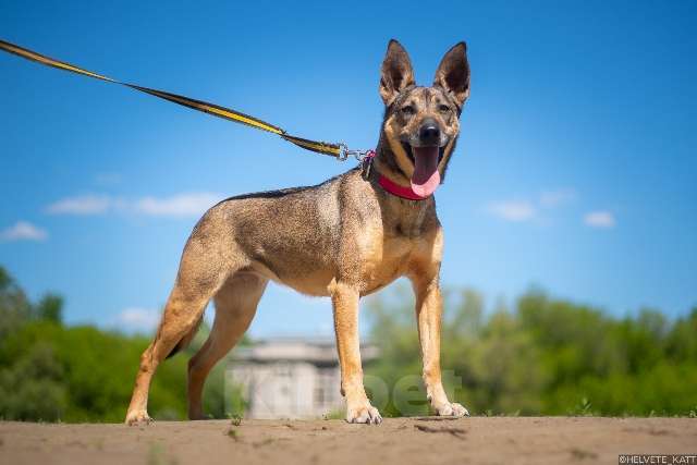 Собаки в Москве: Позитивная и жизнерадостная собака Кэнди в добрые руки Девочка, Бесплатно - фото 5