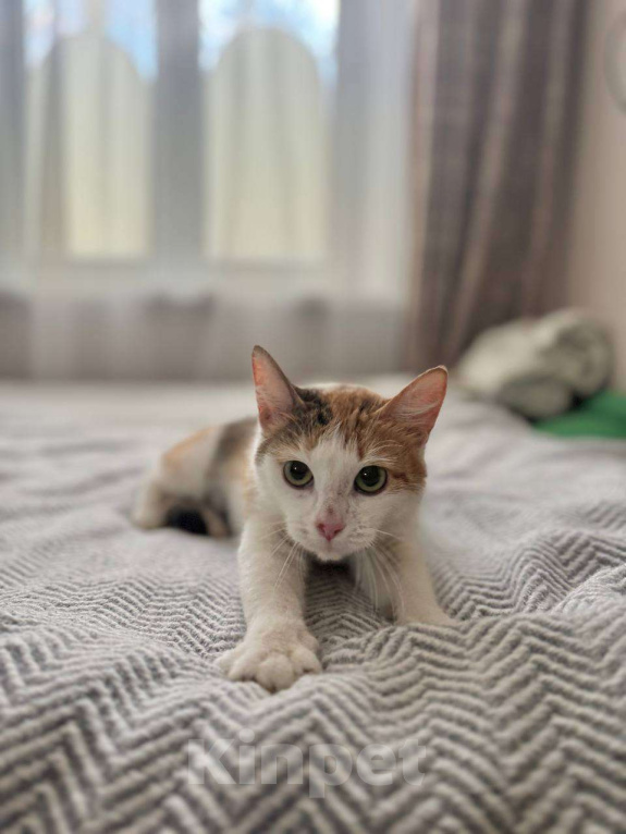 Кошки в Москве: Сладкая Дофаминка ищет семью Девочка, Бесплатно - фото 1