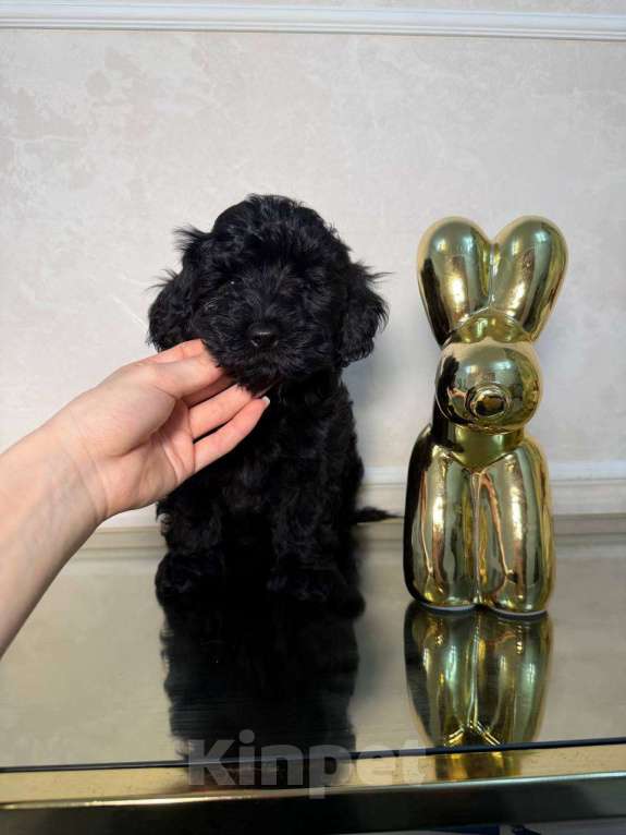 Собаки в Красногорске: Мальтипу мальчик Мальчик, 60 000 руб. - фото 3