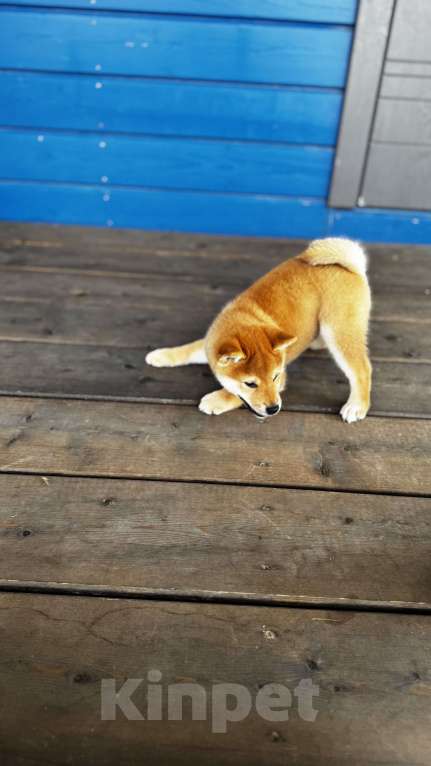 Собаки в Москве: Ласковая девочка Руми Девочка, 90 000 руб. - фото 3