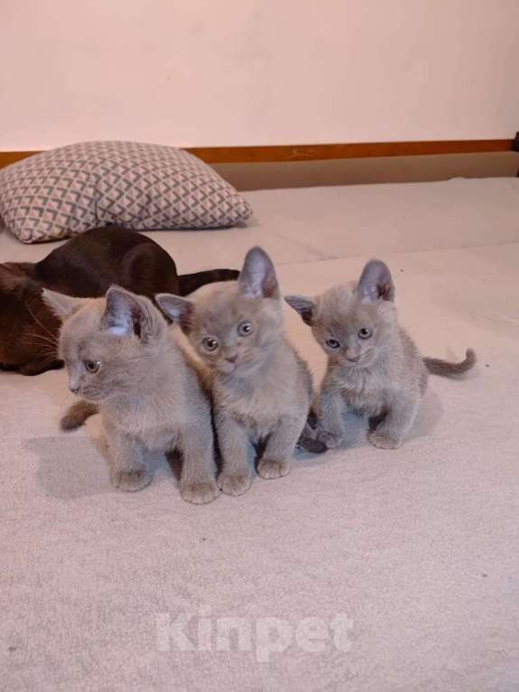 Кошки в Москве: Котята Европейской бурмы Мальчик, 30 000 руб. - фото 2