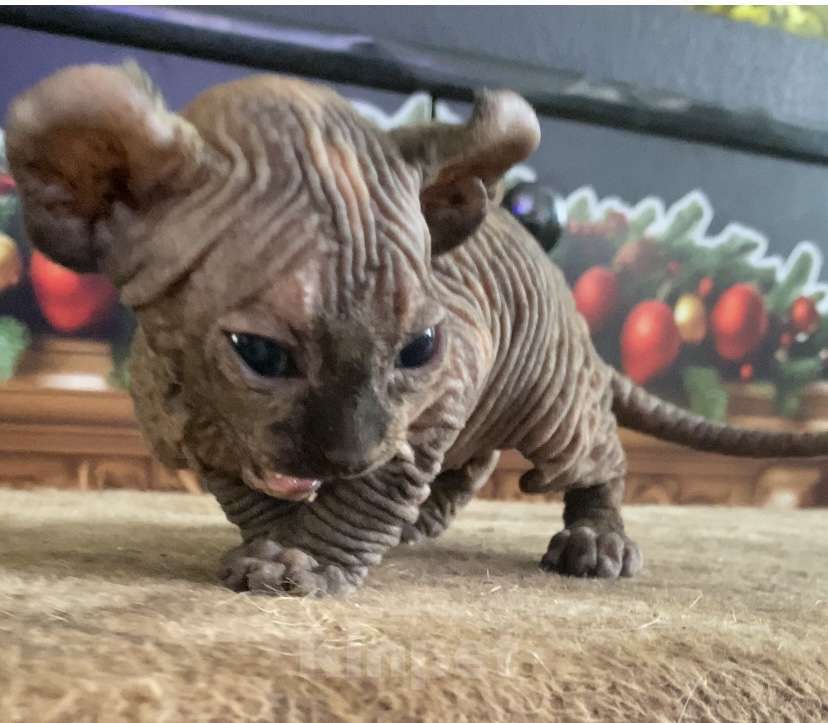 Кошки в Нижнем Новгороде: Котята породы эльф Девочка, 35 000 руб. - фото 2